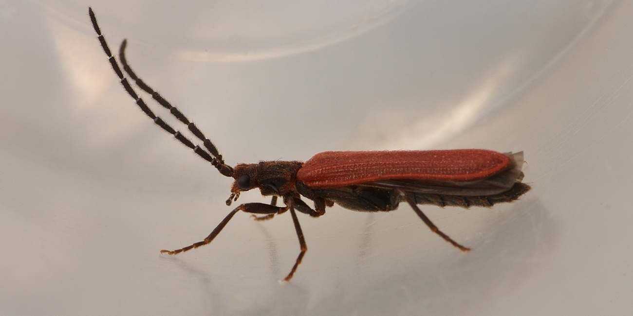 Omalisus taurinensis  (Omalisidae)